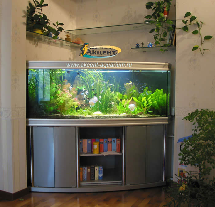 Акцент-аквариум, аквариум угловой 700 литров с живыми растениями
